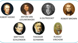 Timeline:  la célula