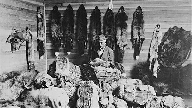 Déclin du commerce des fourrures