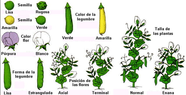 Experimentos de Gregor Mendel