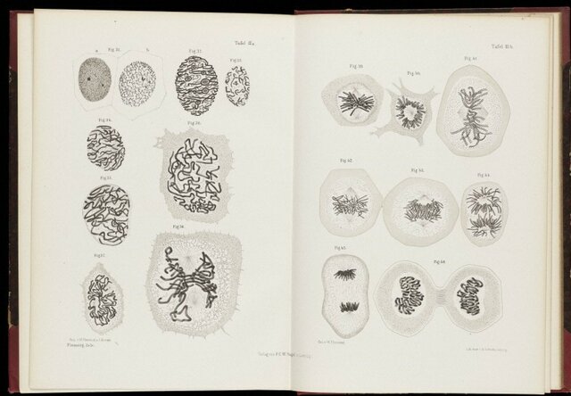 Los cromosomas y la mitosis
