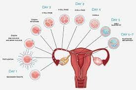 Implantation: Day 7-8