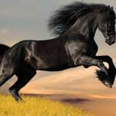 Timeline: Evolución del caballo.