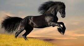 Timeline: Evolución del caballo.