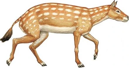 Eohippus
