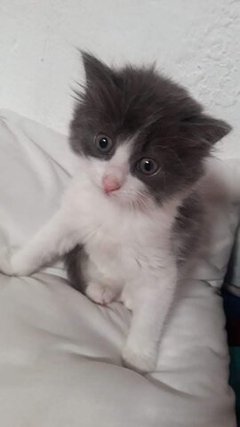 Me regalaron un gato