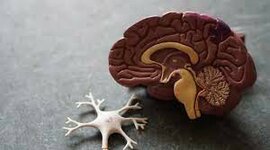 Timeline: Antecedentes, definición y conceptos básicos de neurociencias