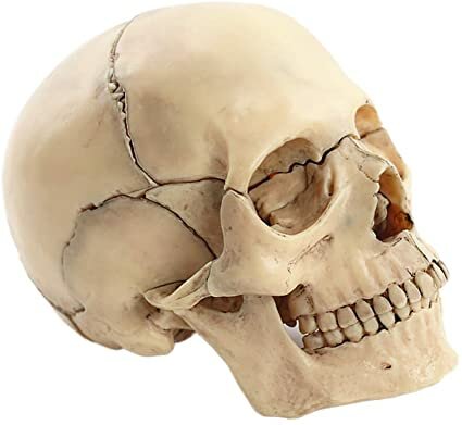 Origenes de la neurociencia (Antecedentes)