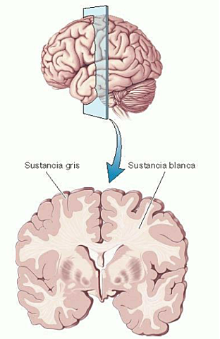 Rompimiento de paradigma de Galeno