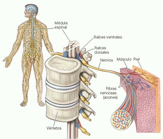 Avances en el entendimiento de los nervios