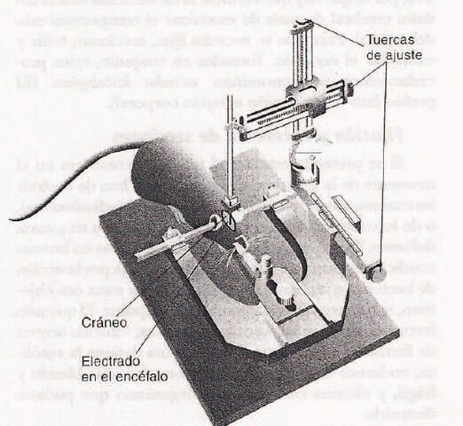 Localización de funciones especificas en diferentes partes del cerebro