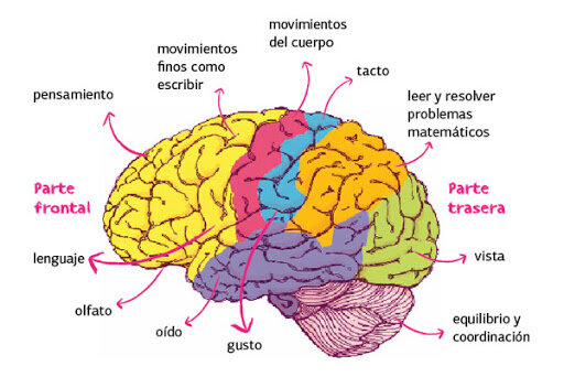 Localización de la función en el cerebro