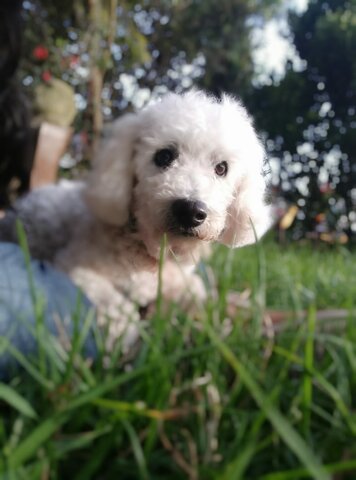 Simón llega a mi hogar