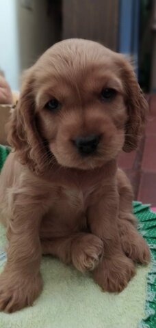 Lupe llega a mi hogar