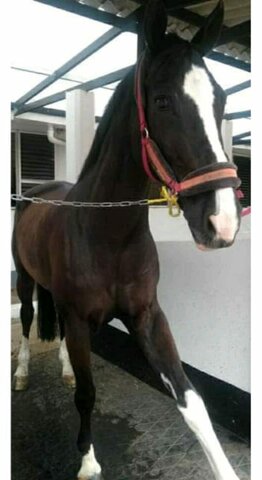 Obtener mi propio caballo