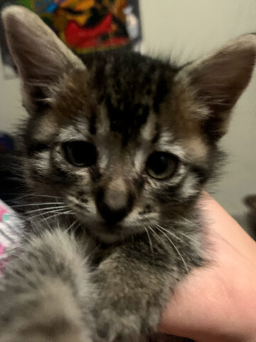 LA LLEGADA DE MI MASCOTA