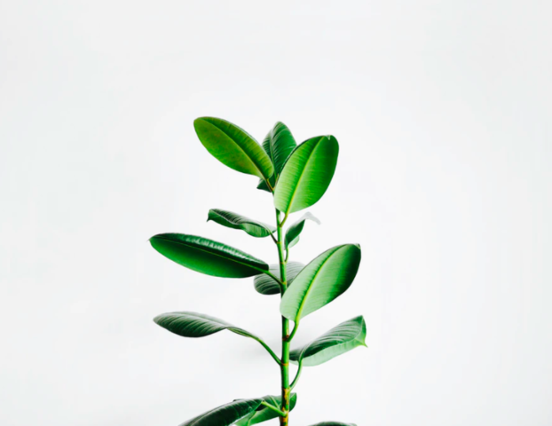 Haber - Bosch Process