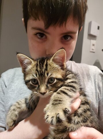 Notre nouveau chaton.