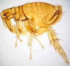 The disease was transmitted through the bite of a flea.