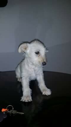 Adopción de Mascota