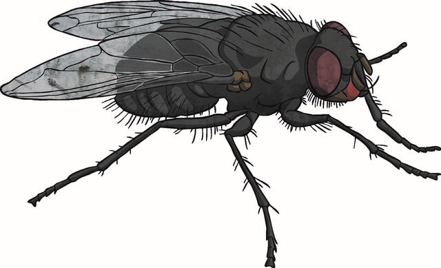 Fruit flies are sent to space.