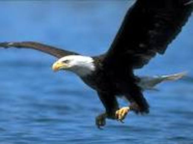 The Bald Eagle is removed from the federal list of threatened and endangered species!