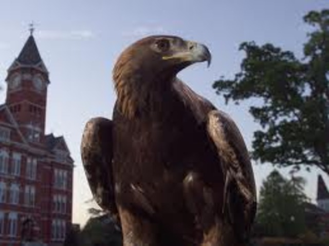 Auburn University begins its "War Eagle" tradition!