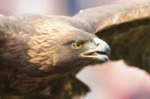 Sports Illustrated releases the 10 Best College Game Day Traditions!