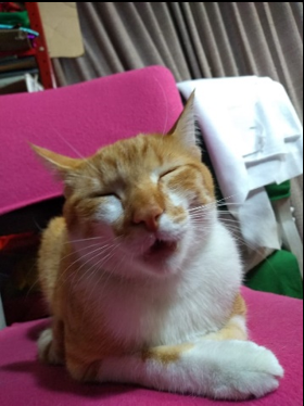 La muerte de mi gato