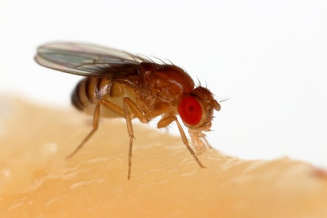 Experimentos con Drosophila melanogaster