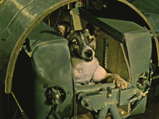 Laika ( The Space Dog )