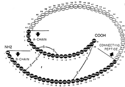 Structure Of Insulin