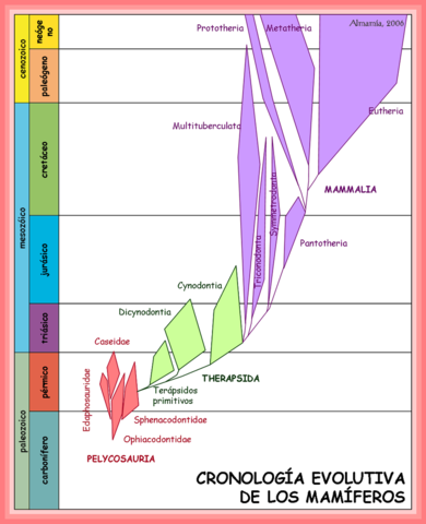 Evolución De Los Mamíferos