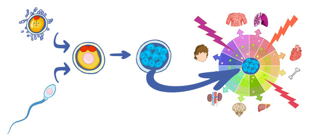 Utilidad de las células madres