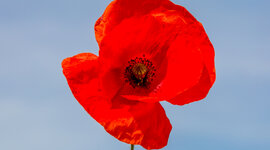 Timeline: World War 1 Timeline By Mustafa