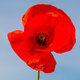 Poppy