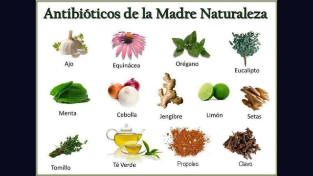 Beginnings, antibiotics of mother nature