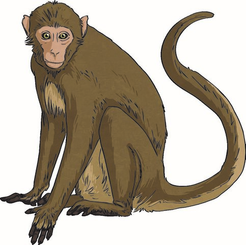 Albert the monkey is sent to space.