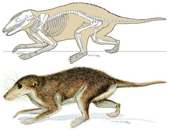 Evolución De Los Mamíferos