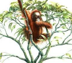 Los monos bajan de los arboles