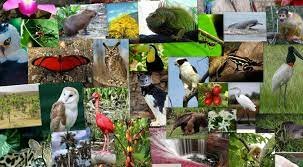 Ley General de Vida Silvestre