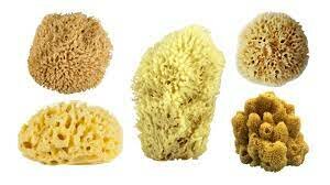 650 millones de años PRIMEROS ANIMALES