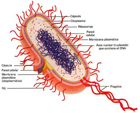 Aparición de las células procariotas