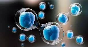 Investigación con células madre