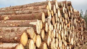 Essor du commerce du bois