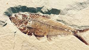 JEOLOJİ VE PALEONTOLOJİ
