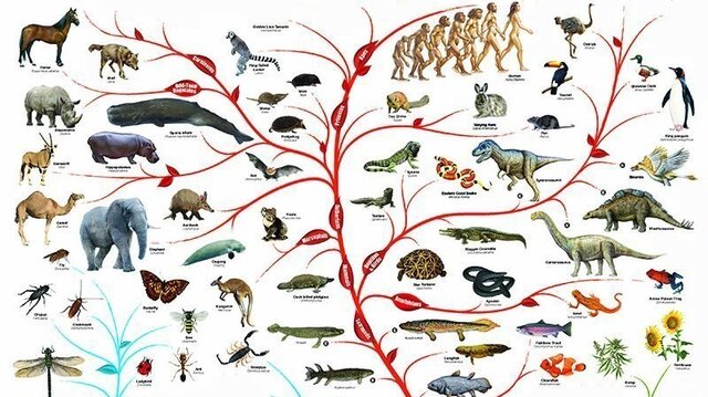 EVRİM VE BİYOCOĞRAFYA