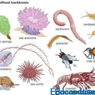 Timeline: EVOLUCION DE LOS INVERTEBRADOS