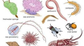 Timeline: EVOLUCION DE LOS INVERTEBRADOS