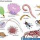 Evolucion de los invertebrados