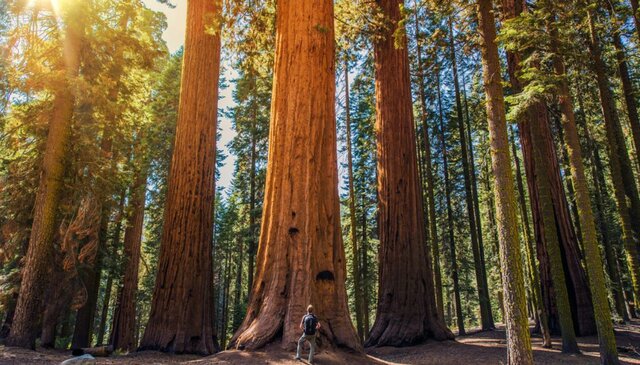 Sequoia (California)